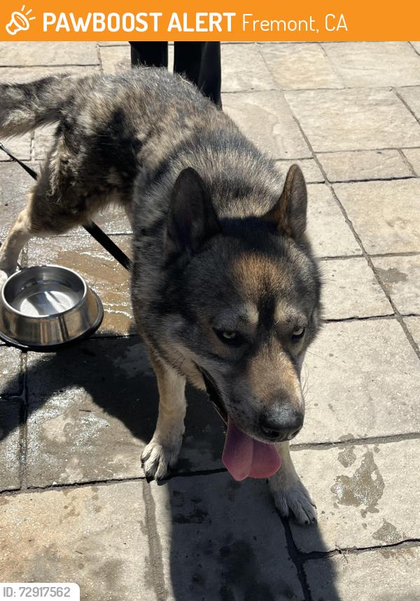 Found/Stray Male Dog last seen Ozark River way , Fremont, CA 94555