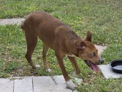 Found/Stray Female Dog last seen PETERS RD AND SW 54 AVE PLANTATION FL, Plantation, FL 33313