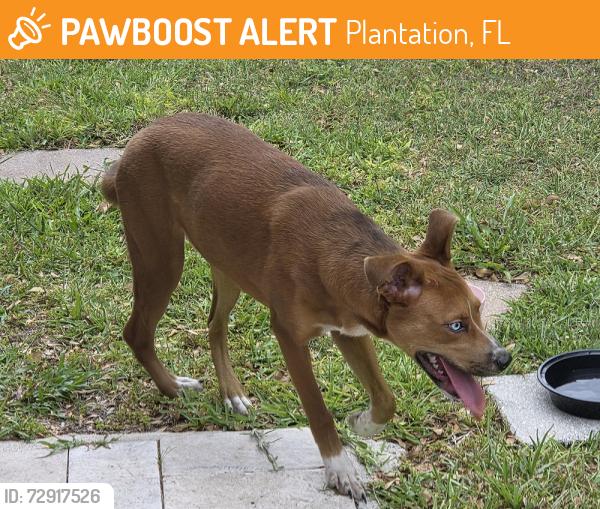 Found/Stray Female Dog last seen PETERS RD AND SW 54 AVE PLANTATION FL, Plantation, FL 33313