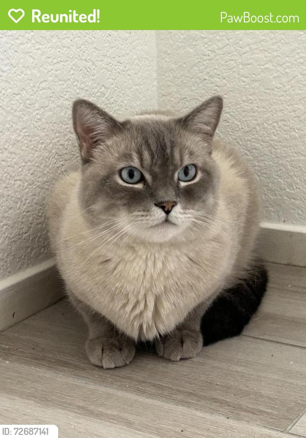 Reunited Male Cat last seen Durango and Twain , Las Vegas, NV 89147