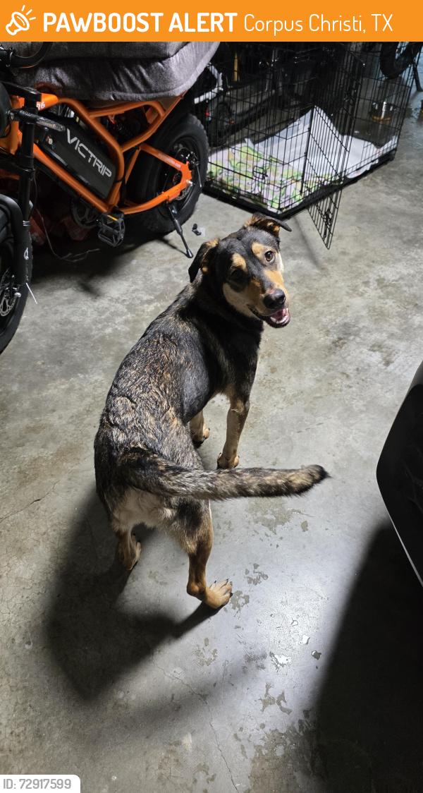 Found/Stray Male Dog last seen Cedar Pass and Lipes, Corpus Christi, TX 78413