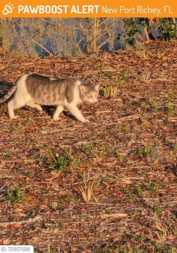 Found/Stray Unknown Cat last seen Publix parking lot drain system along Ridge Rd, New Port Richey, FL 34654