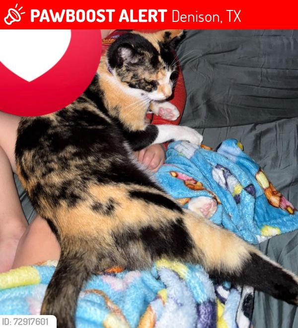 Lost Female Cat last seen Woodlawn Denison,Tx, Denison, TX 75020