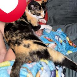 Lost Female Cat last seen Woodlawn Denison,Tx, Denison, TX 75020