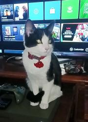 Lost Female Cat last seen Lakemead and Simmons, North Las Vegas, NV 89032