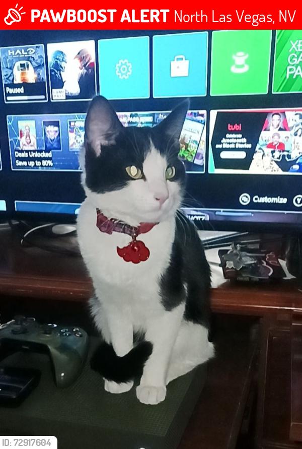Lost Female Cat last seen Lakemead and Simmons, North Las Vegas, NV 89032