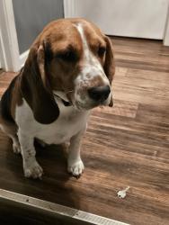 Reunited Male Dog last seen Near & E Steger Rd, Crete, IL 60417