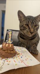 Reunited Male Cat last seen New wilke rd, Rolling Meadows, IL 60008