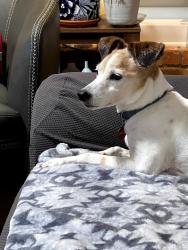 Reunited Female Dog last seen Thorncliff and Guilbeau, San Antonio, TX 78250