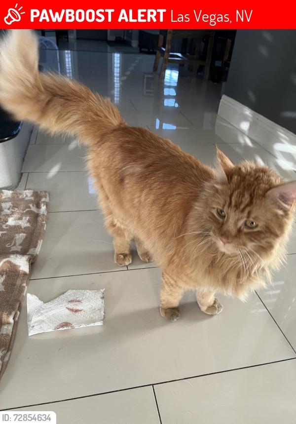 Lost Male Cat last seen Tomkins & Grand Canyon, Las Vegas, NV 89147