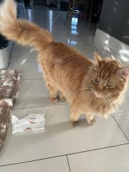 Lost Male Cat last seen Tomkins & Grand Canyon, Las Vegas, NV 89147
