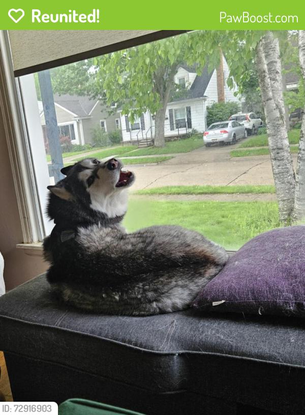Reunited Female Dog last seen Webster & Morrison (Bacon Park), Berkley, MI 48072
