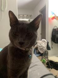 Reunited Male Cat last seen Church and milliken , Rancho Cucamonga, CA 91730