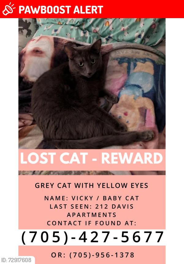 Lost Female Cat last seen Davis and Parkside, Newmarket, ON L3Y 0C2