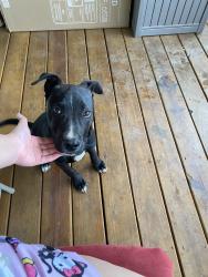 Found/Stray Male Dog last seen Orr Road & Austin Drive, Charlotte, NC 28213