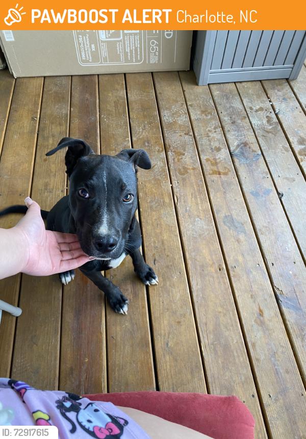 Found/Stray Male Dog last seen Orr Road & Austin Drive, Charlotte, NC 28213