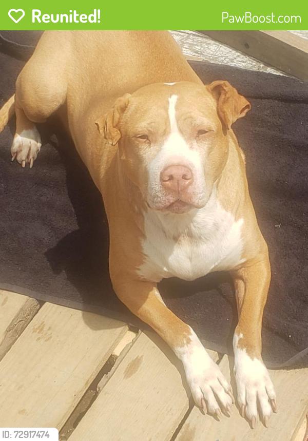 Reunited Female Dog last seen Breckenridge Dr., Versailles, KY 40383