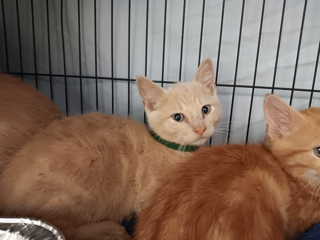 Shelter Stray Male Cat last seen Bexar County, New Braunfels, TX 78130
