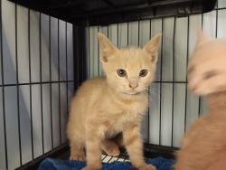 Shelter Stray Male Cat last seen Bexar County, New Braunfels, TX 78130