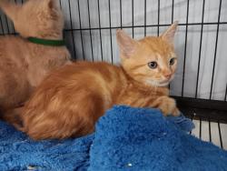 Shelter Stray Male Cat last seen Bexar County, New Braunfels, TX 78130