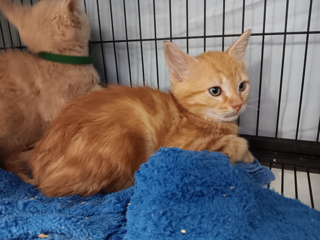 Shelter Stray Male Cat last seen Bexar County, New Braunfels, TX 78130