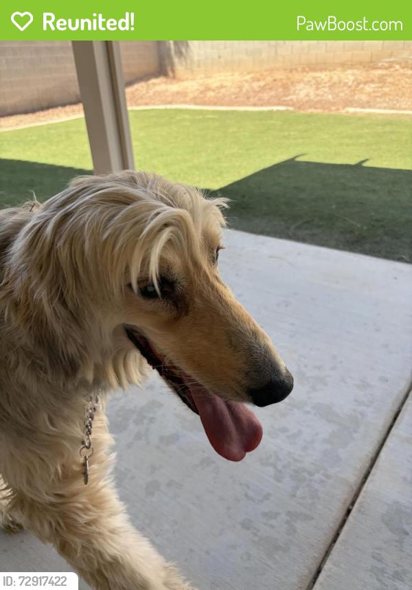Reunited Male Dog last seen E Pebble Rd & Gilespie St, Enterprise, NV 89123, USA, Enterprise, NV 89123