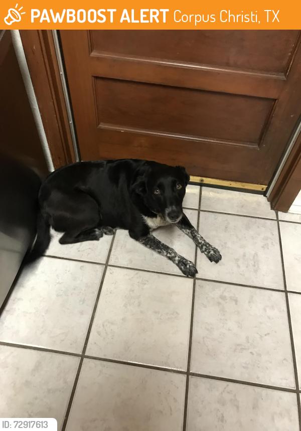 Found/Stray Female Dog last seen Weber/Holly/Everhart, Corpus Christi, TX 78411