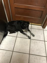 Found/Stray Female Dog last seen Weber/Holly/Everhart, Corpus Christi, TX 78411