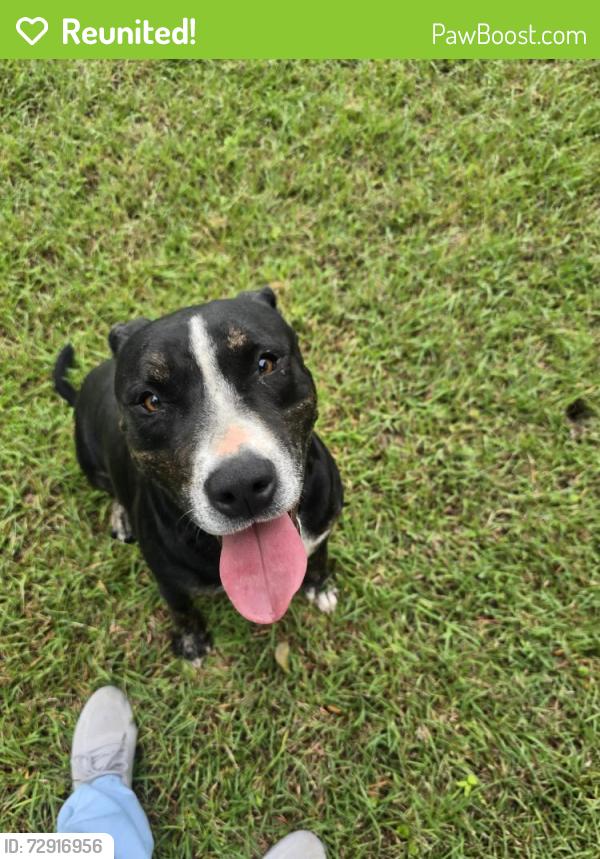 Reunited Male Dog last seen Pine with Diane, Killeen, TX 76543