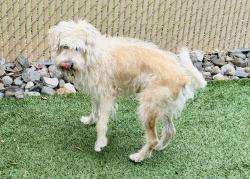 Reunited Male Dog last seen Gourley Ave, Clifton, NJ 07013