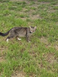 Found/Stray Unknown Cat last seen Near 39th Ave Oakland CA 94619, Oakland, CA 94619