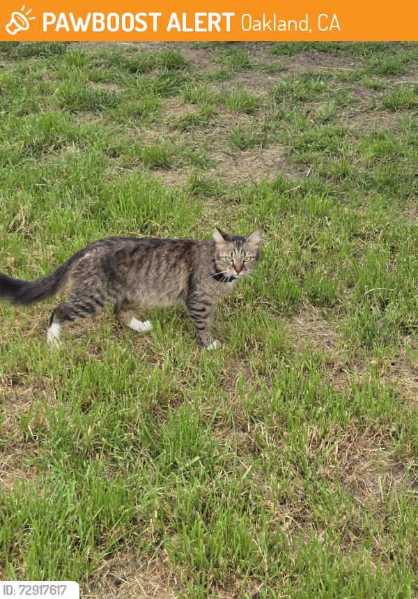 Found/Stray Unknown Cat last seen Near 39th Ave Oakland CA 94619, Oakland, CA 94619