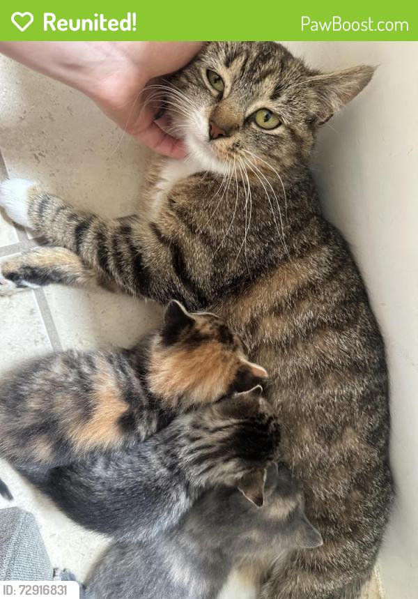 Reunited Female Cat last seen Near Broadway Elmhurst, Queens, NY 11373
