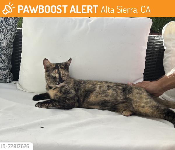 Found/Stray Female Cat last seen Lawrence way, Alta Sierra, CA 95949
