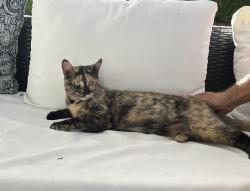 Found/Stray Female Cat last seen Lawrence way, Alta Sierra, CA 95949