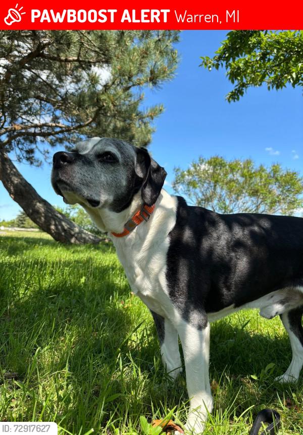 Lost Male Dog last seen Otter , eat 13 mile , dequindre , Warren, MI 48092