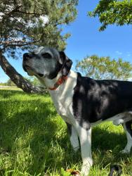 Lost Male Dog last seen Otter , eat 13 mile , dequindre , Warren, MI 48092