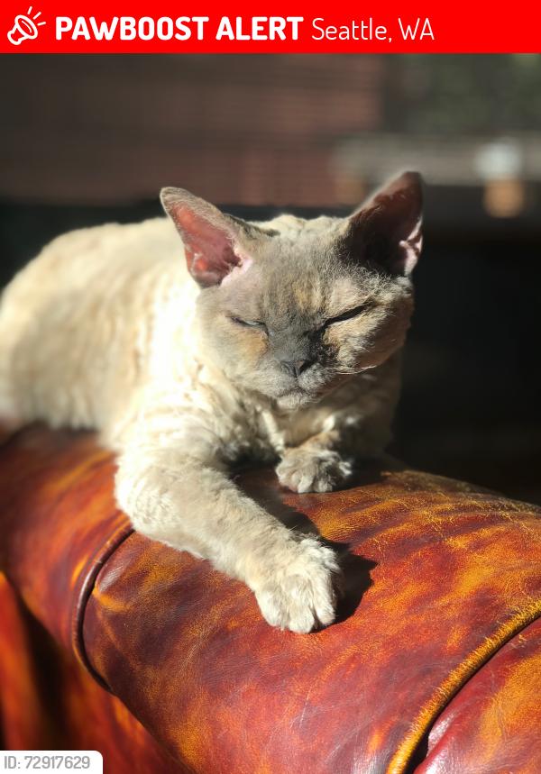 Lost Female Cat last seen 17th and Henderson, Seattle, WA 98106