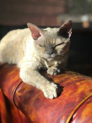Lost Female Cat last seen 17th and Henderson, Seattle, WA 98106