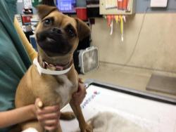 Shelter Stray Female Dog last seen PEDLEY STREET AND LA SIERRA AVE, Jurupa Valley, CA 92509