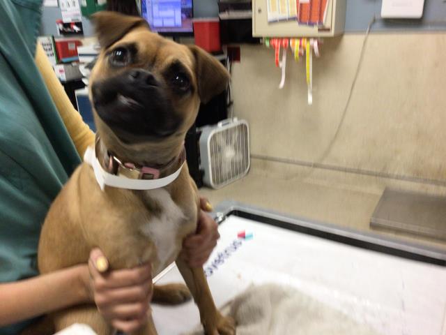 Shelter Stray Female Dog last seen PEDLEY STREET AND LA SIERRA AVE, Jurupa Valley, CA 92509