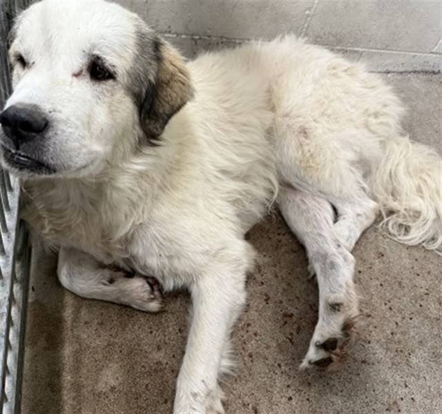 Shelter Stray Male Dog last seen Near BLOCK W ROSEWOOD ST., San Bernardino, CA 92401
