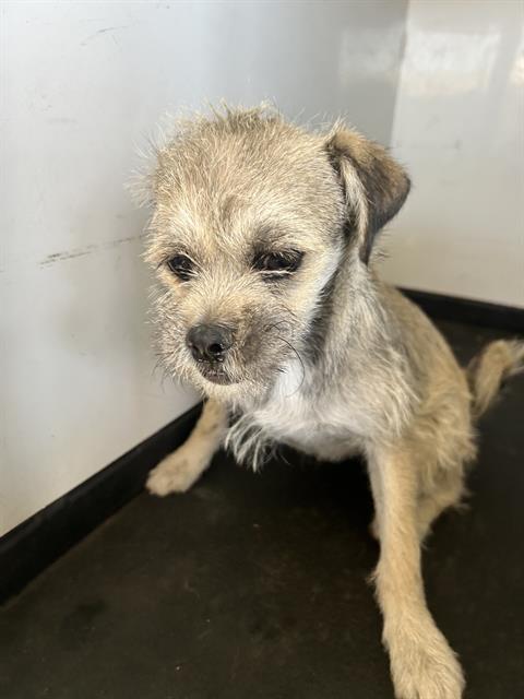 Shelter Stray Male Dog last seen Near BLOCK ST / R ST, BAKERSFIELD, CA, Bakersfield, CA 93307