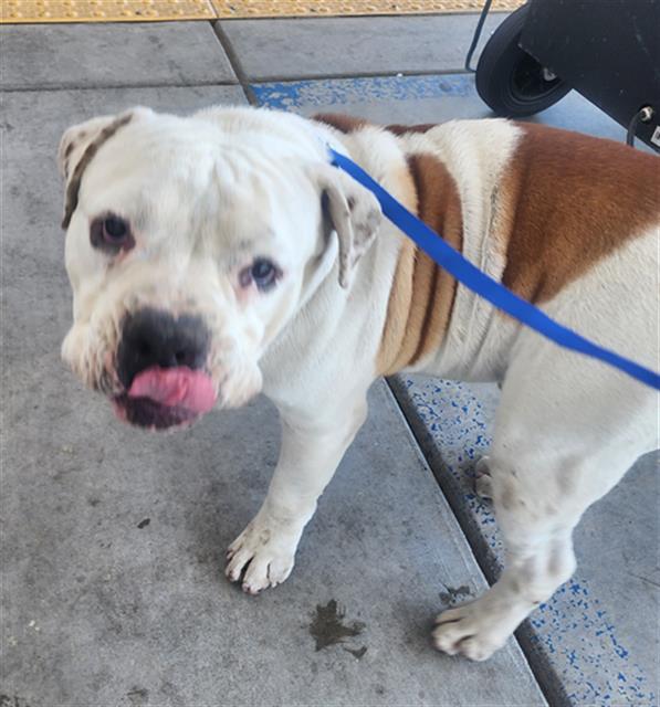 Shelter Stray Male Dog last seen Near BLOCK CORNELL ST, BAKERSFIELD CA 93305, Bakersfield, CA 93308