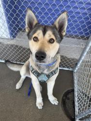 Shelter Stray Male Dog last seen Near BLOCK ALTURAS DR, BAKERSFIELD CA 93305, Bakersfield, CA 93308