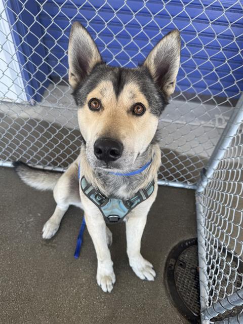Shelter Stray Male Dog last seen Near BLOCK ALTURAS DR, BAKERSFIELD CA 93305, Bakersfield, CA 93308