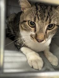 Shelter Stray Unknown Cat last seen MOCKINGBIRD ST & BROMLEY, Brighton, CO 80601