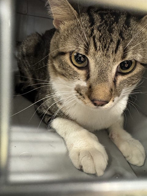 Shelter Stray Unknown Cat last seen MOCKINGBIRD ST & BROMLEY, Brighton, CO 80601