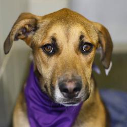Shelter Stray Female Dog last seen JAMARO, San Antonio, TX 78227