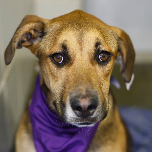 Shelter Stray Female Dog last seen JAMARO, San Antonio, TX 78227